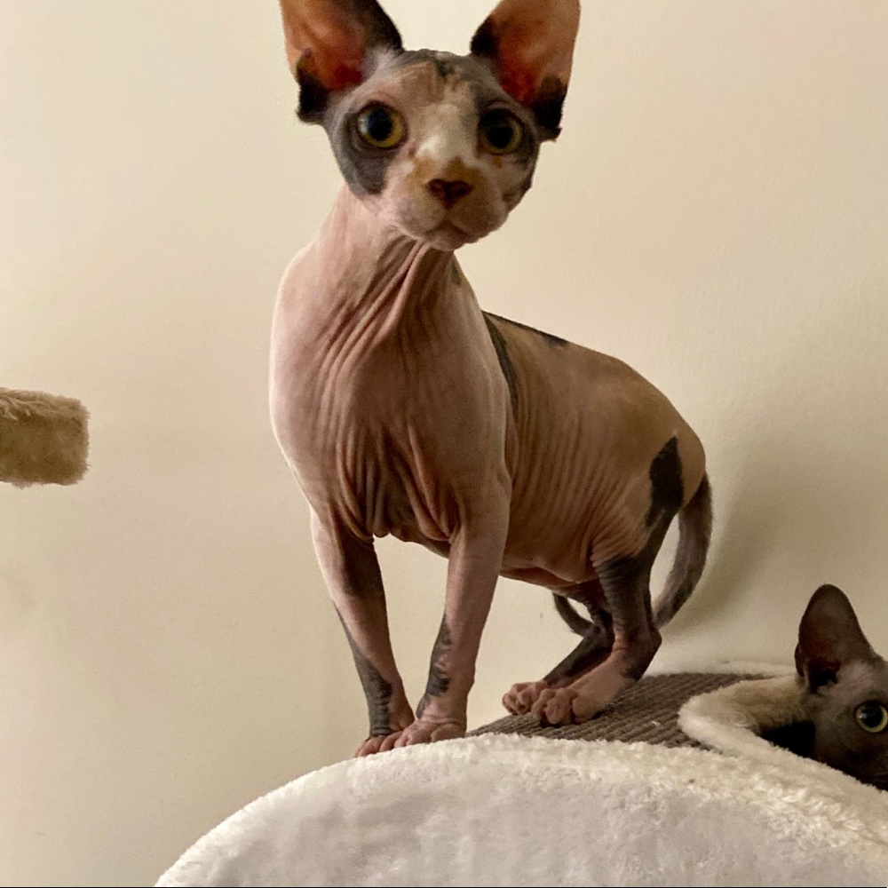 Meet your Posher, Michael